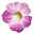 Zauberglöckchen Art Calibrachoa x hybrida Chameleon Pink Sorbet Impr