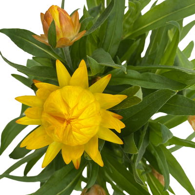 Strohblume gelb, Topf- Ø 12 cm, 6 Stück