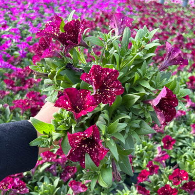 Petunie, dunkelrot mit Sprenkeln, hängend, Topf-Ø 13 cm, 6 Pflanzen