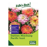 Kölle's Beste Blumenknollen Dahlienmischung 'Pacific'