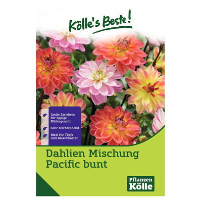 Kölles Beste Blumenknollen Dahlienmischung 'Pacific'
