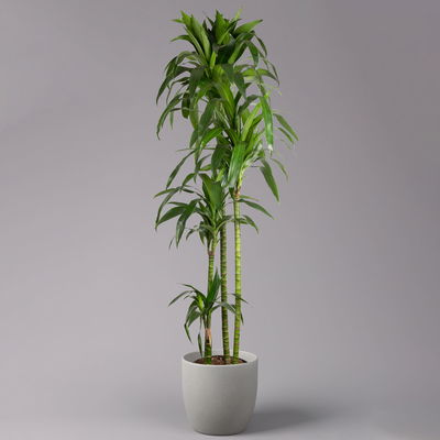 Duftender Drachenbaum 'Janet Craig', Topf-Ø 27 cm, Höhe ca. 170 cm