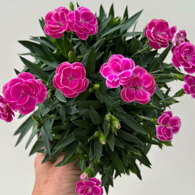 Duftnelken 'Peman', pink, Topf-Ø 12/13 cm, 6 Pflanzen