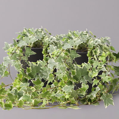 Weißbunter Efeu inkl. Keramiktopf Dallas anthrazit, Topf-Ø 12/13 cm, 2er-Set Weißbunter Efeu inkl. Keramiktopf Dallas anthrazit, Topf-Ø 12/13 cm, 2er-Set