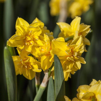 Narzisse 'Têtê-à-Têtê Bouclé' gelb, vorgetrieben, Topf-Ø 15 cm, 3 Pflanzen Narzisse 'Têtê-à-Têtê Bouclé' gelb, vorgetrieben, Topf-Ø 15 cm, 3 Pflanzen