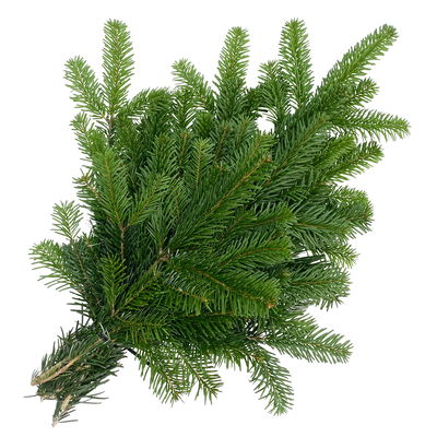 Bio Nordmanntannen-Zweige im Handbund, ca. 50 - 60 cm lang, 5 Bund Bio Nordmanntannen-Zweige im Handbund, ca. 50 - 60 cm lang, 5 Bund