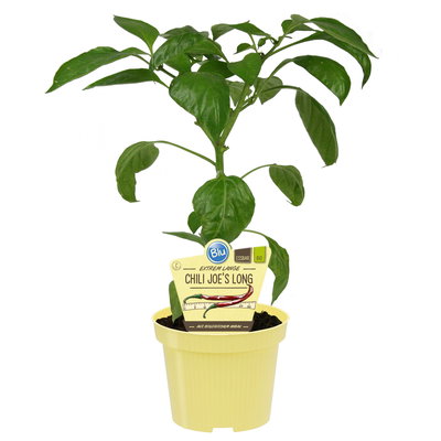 Blu Bio Chili 'Joe's Long', sehr scharf, Topf-Ø 12 cm, 3er-Set