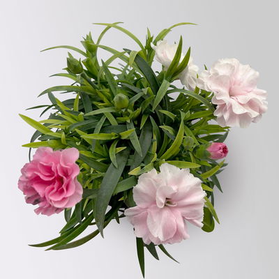 Nelke 'I Love U', Mini, pink-rosa-weiß, Topf-Ø 7 cm, 6 Pflanzen