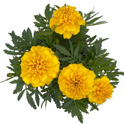 Tagetes, Farbe zufällig, Topf-Ø 13 cm, 6 Pflanzen