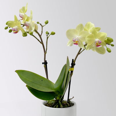 Mini-Phalaenopsis mit Keramiktopf, gelb, Topf-Ø 7 cm, 2 Pflanzen Mini-Phalaenopsis mit Keramiktopf, gelb, Topf-Ø 7 cm, 2 Pflanzen