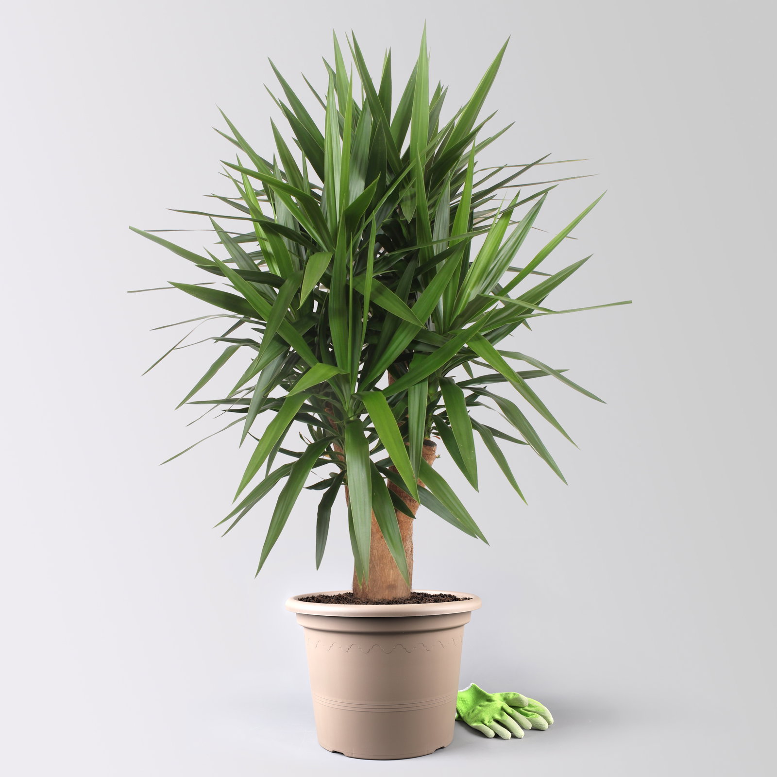 Palmlilie, verzweigt, Topf-Ø 45 cm, Höhe ca. 170 cm