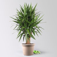 Palmlilie, verzweigt, Topf-Ø 45 cm, Höhe ca. 170 cm