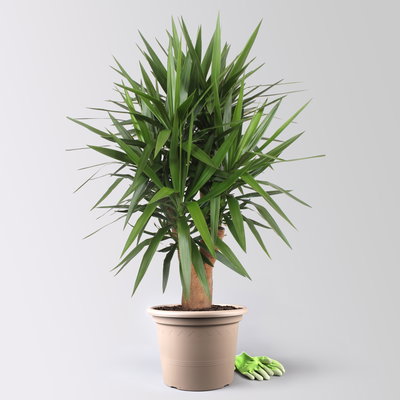 Palmlilie, verzweigt, Topf-Ø 45 cm, Höhe ca. 170 cm