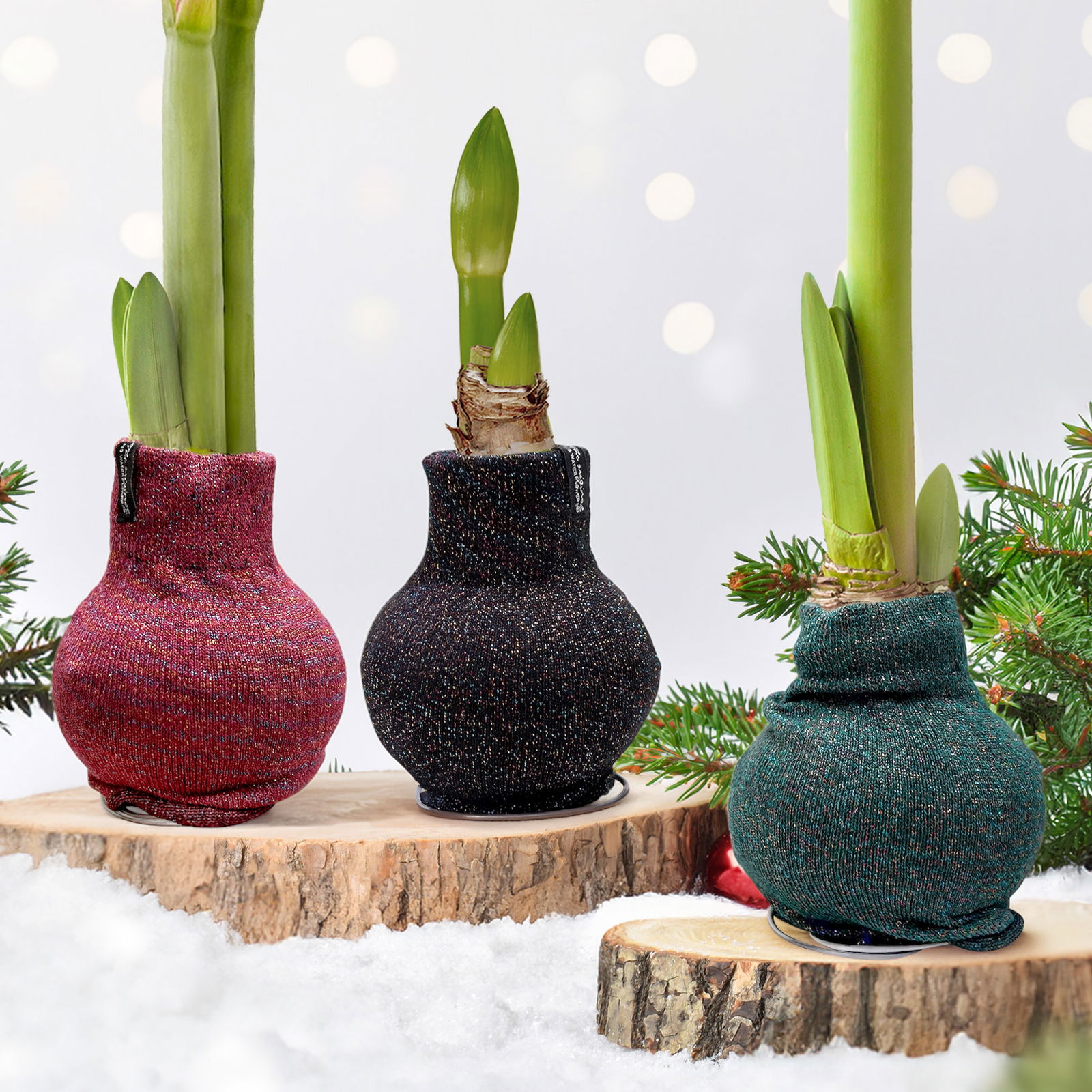 Amaryllis in Wachs, Dekor 'Pullover Fashionz Pattern' zufällig, Blüte rot Amaryllis in Wachs, Dekor 'Pullover Fashionz Pattern' zufällig, Blüte rot