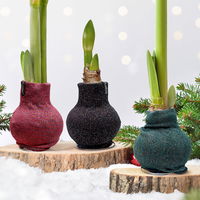 Amaryllis in Wachs, Dekor 'Pullover Fashionz Pattern' zufällig, Blüte rot Amaryllis in Wachs, Dekor 'Pullover Fashionz Pattern' zufällig, Blüte rot