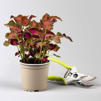 Pflanzenkreation 'Lillet Wild Berry', 12 Pflanzen inkl. Erde und Dünger