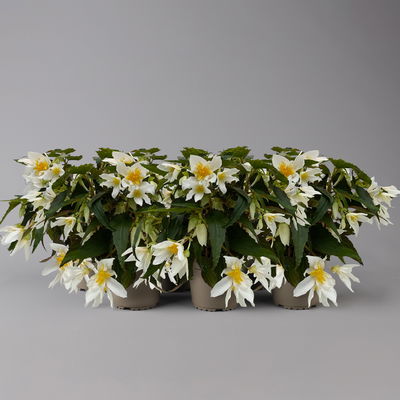 Begonie 'SUMMERWINGS™ White' weiß, Topf-Ø 13 cm, 6er-Set Begonie 'SUMMERWINGS™ White' weiß, Topf-Ø 13 cm, 6er-Set