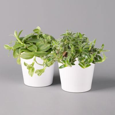 Dreimasterblume in Keramiktopf weiß, nach Verfügbarkeit, Topf-Ø 12 cm, 2er-Set Dreimasterblume in Keramiktopf weiß, nach Verfügbarkeit, Topf-Ø 12 cm, 2er-Set