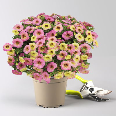 Zauberglöckchen 'Early Diva Cherry', pink-gelb, Topf-Ø 13 cm, 6 Pflanzen