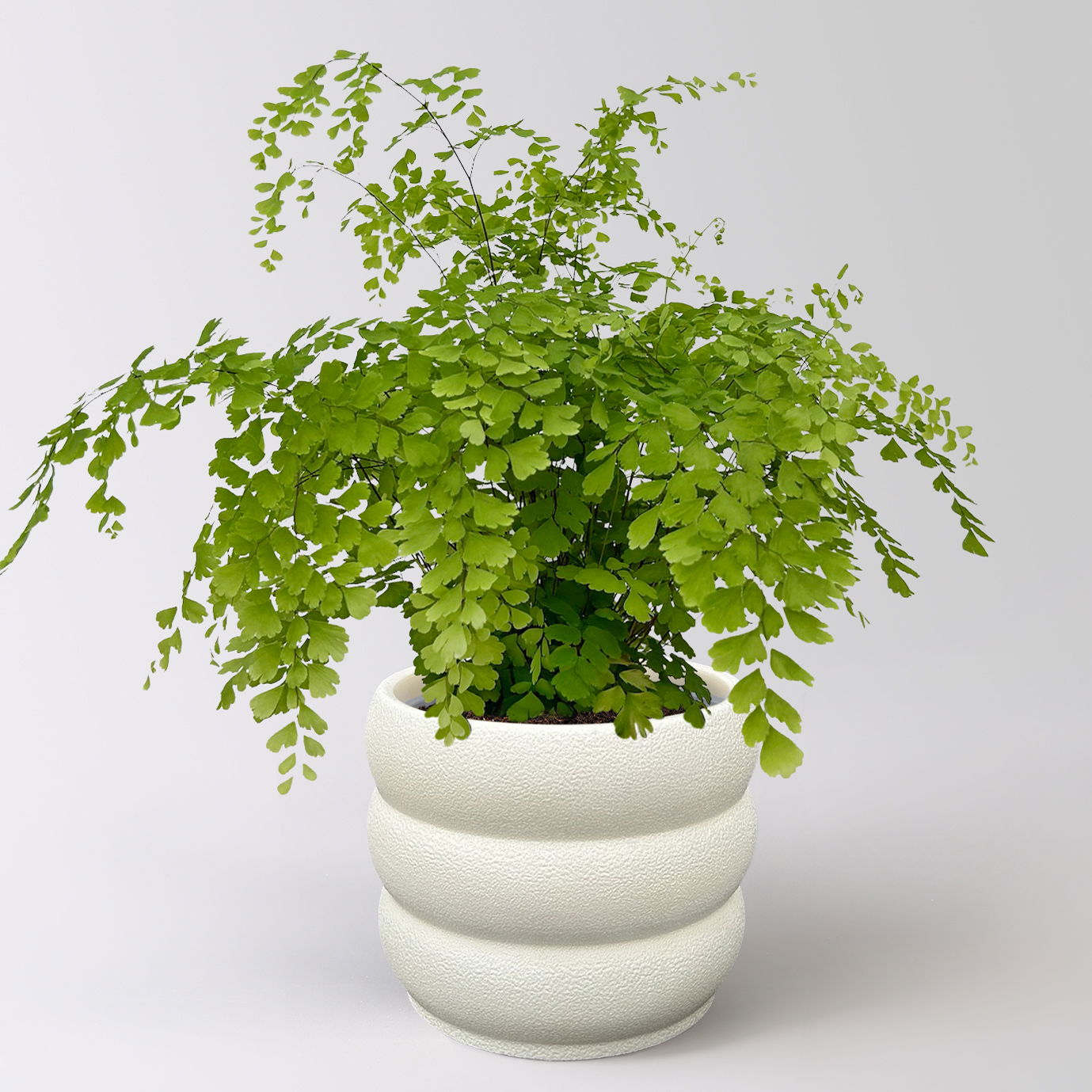 Frauenhaarfarn 'Fragans', Topf-Ø 17 cm, im Topf Byron