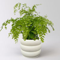 Frauenhaarfarn 'Fragans', Topf-Ø 17 cm, im Topf Byron