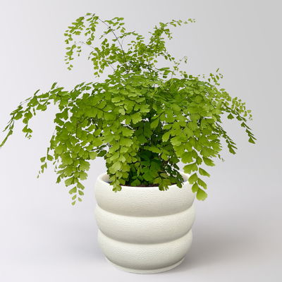 Frauenhaarfarn 'Fragans', Topf-Ø 17 cm, im Topf Byron