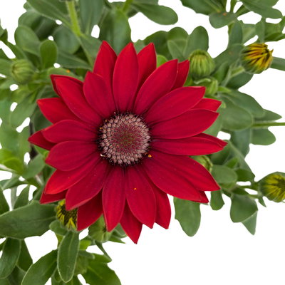 Kapkörbchen rot, Topf-Ø 12 cm, 6er-Set