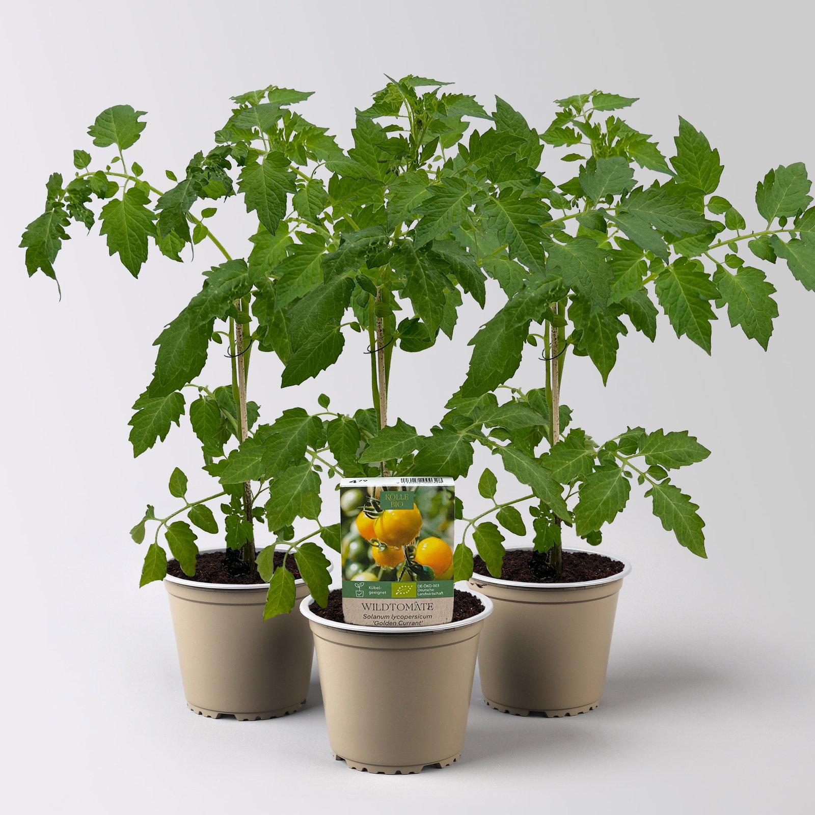 Bio Wildtomate 'Golden Currant', Topf-Ø 12 cm, 3 Pflanzen