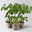 Bio Wildtomate 'Golden Currant', Topf-Ø 12 cm, 3 Pflanzen
