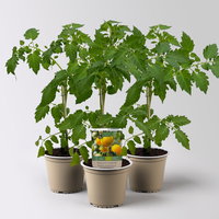Bio Wildtomate 'Golden Currant', Topf-Ø 12 cm, 3 Pflanzen