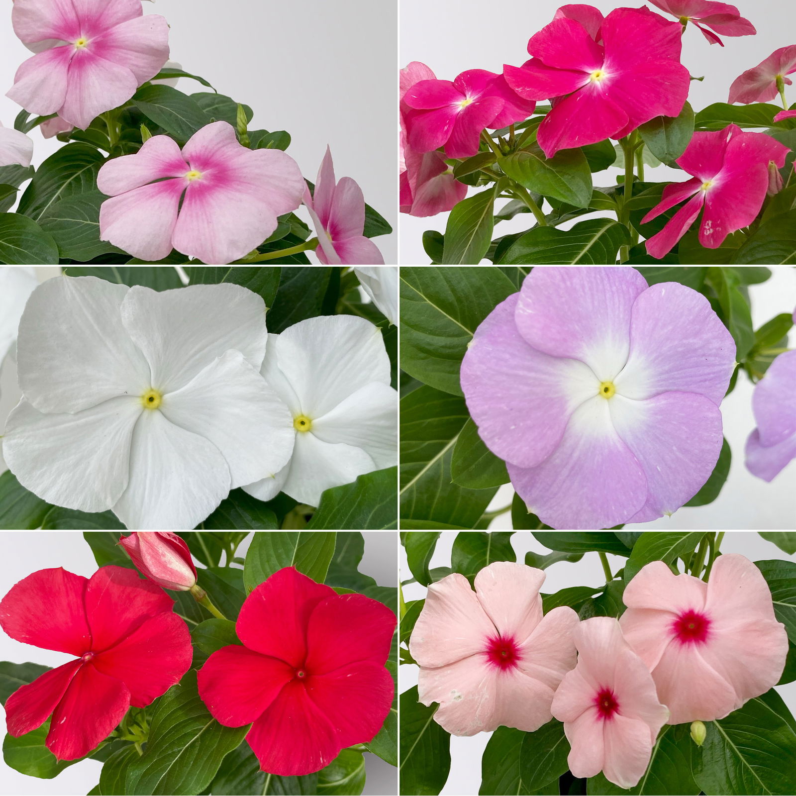 Catharanthus, Farben zufällig, Topf-Ø 13 cm, 6 Pflanzen
