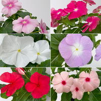 Catharanthus, Farben zufällig, Topf-Ø 13 cm, 6 Pflanzen