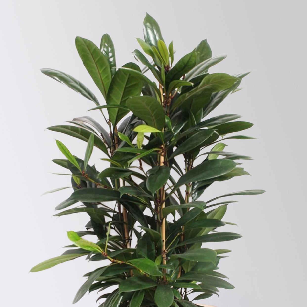 Ficus cyathistipula, Tuff, Topf-Ø 34 cm, Höhe ca. 120 cm