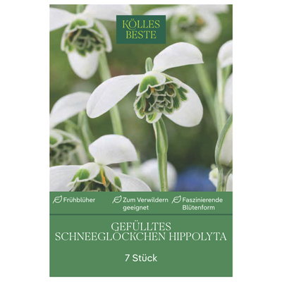 Kölles Beste Schneeglöckchen 'Hippolyta®', 7 Blumenzwiebeln Kölles Beste Schneeglöckchen 'Hippolyta®', 7 Blumenzwiebeln