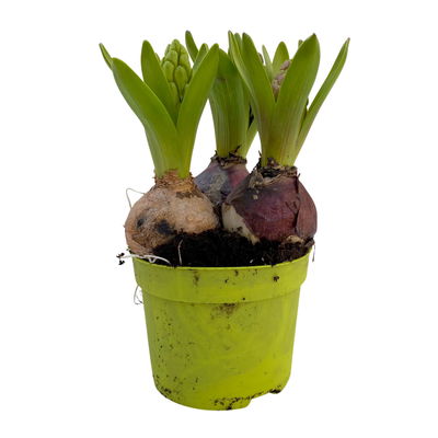 Hyazinthe 'Trio' weiß, rosa & blau, vorgetrieben, Topf-Ø 12 cm, 6 Pflanzen