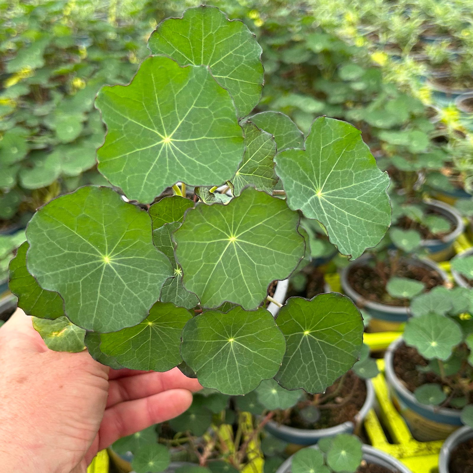 Kapuzinerkresse, 12 cm Topf, frisch aus unserer Bio-Gärtnerei Kapuzinerkresse, 12 cm Topf, frisch aus unserer Bio-Gärtnerei
