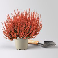 Knospenheide 'Picasso' gefärbt, Farben zufällig, Topf-Ø 12 cm, 6 Pflanzen Knospenheide 'Picasso' gefärbt, Farben zufällig, Topf-Ø 12 cm, 6 Pflanzen