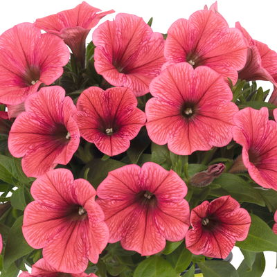 Eisenkraut/Petunien Duo, apricot, Topf-Ø 14 cm, 4 Pflanzen