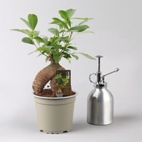 Ficus 'Ginseng', inkl. Übertopf Dallas weiß, Topf-Ø 12 cm