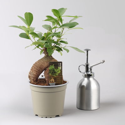 Ficus 'Ginseng', inkl. Übertopf Dallas weiß, Topf-Ø 12 cm Ficus 'Ginseng', inkl. Übertopf Dallas weiß, Topf-Ø 12 cm