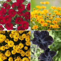 Pflanzenkreation 'WM-Edition', 4 Pflanzen inkl. Erde, Dünger und Wurzelkraft Pflanzenkreation 'WM-Edition', 4 Pflanzen inkl. Erde, Dünger und Wurzelkraft