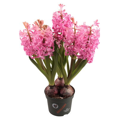 Hyazinthe rosa & lila, vorgetrieben, Topf-Ø 12 cm, 6 Pflanzen