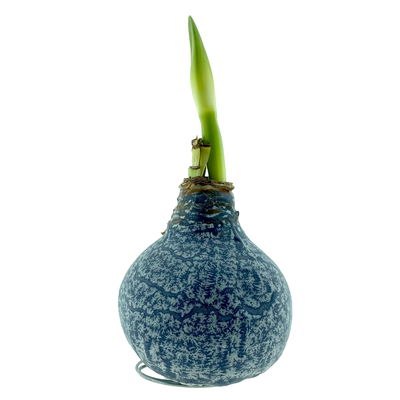 Amaryllis in Wachs XL, Dekor 'Marble Blue', Blüte weiß Amaryllis in Wachs XL, Dekor 'Marble Blue', Blüte weiß