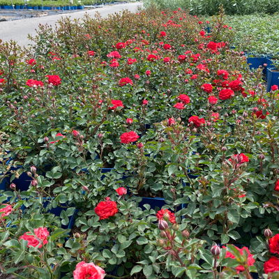 Zwergrose 'Zwergenfee 09®', orange-rot, Topf 3 Liter, 4 Pflanzen