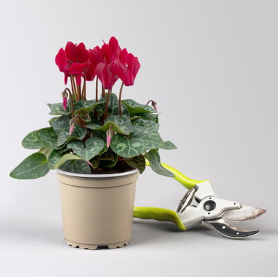 Grabbepflanzung Herbst rot-weiß, 12 Pflanzen Grabbepflanzung Herbst rot-weiß, 12 Pflanzen