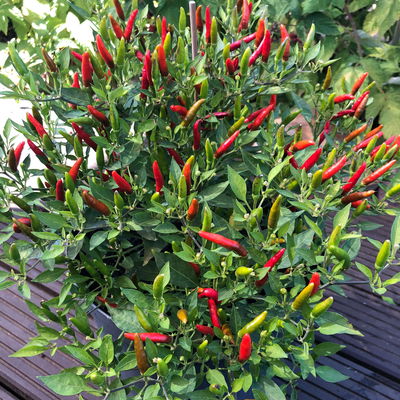 Blu Bio Chili 'Thai Chili F1', Topf-Ø 15 cm, 3er Set Blu Bio Chili 'Thai Chili F1', Topf-Ø 15 cm, 3er Set