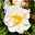 Ramblerrose 'Lykkefund', rahmweiß, Topf 5 Liter
