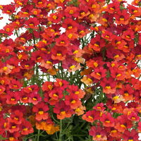 Nemesie, orange-rot, Topf-Ø 12 cm, 6 Pflanzen Nemesie, orange-rot, Topf-Ø 12 cm, 6 Pflanzen