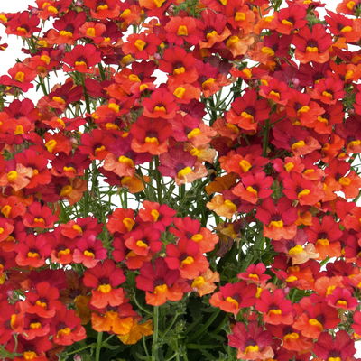 Nemesie, orange-rot, Topf-Ø 12 cm, 6 Pflanzen Nemesie, orange-rot, Topf-Ø 12 cm, 6 Pflanzen
