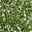 Cotoneaster dammeri 'Streibs Findling', Topf-Ø 9 cm, 12er-Set